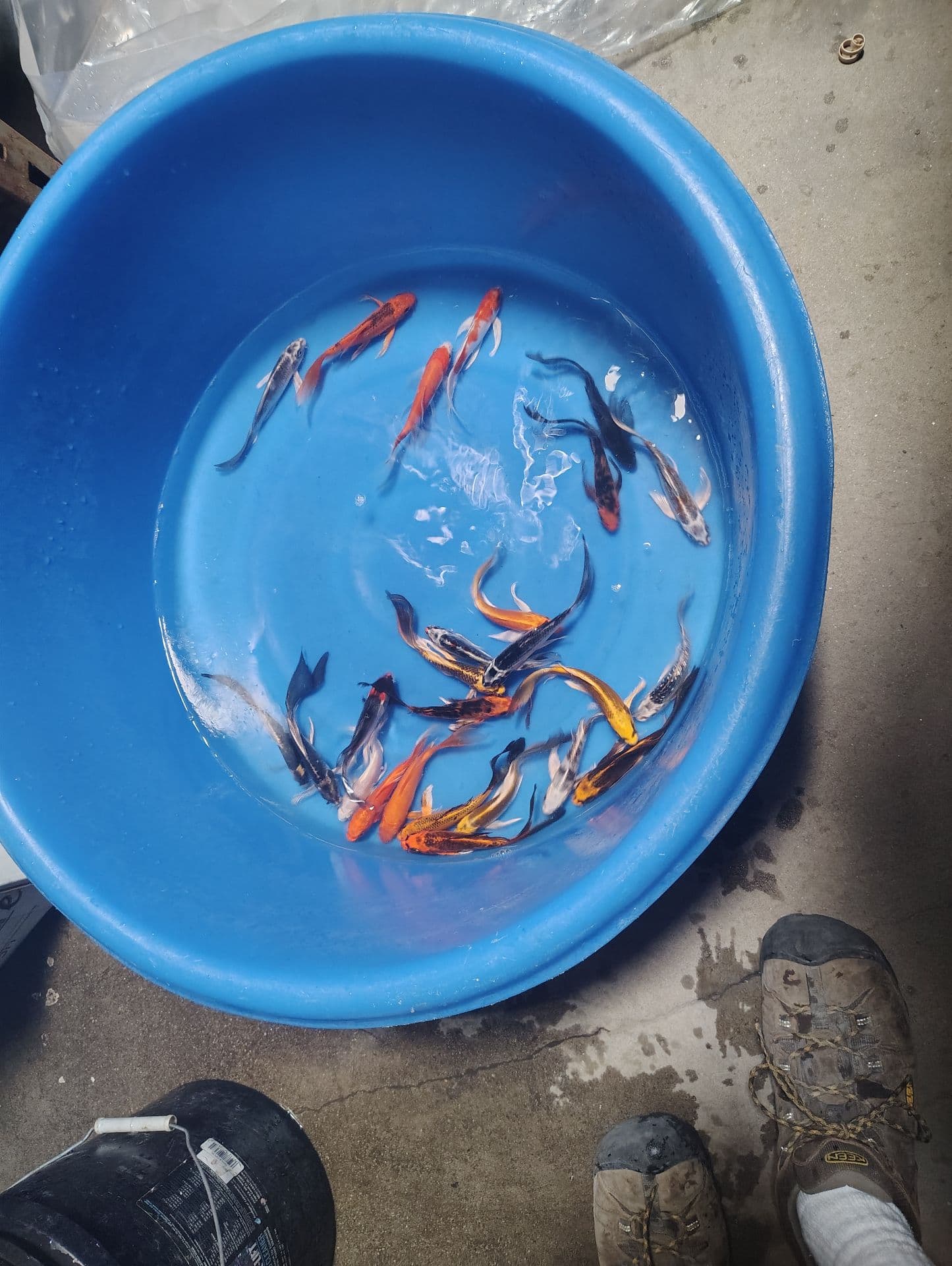 Discover Our Stunning New Butterfly Koi Collection image