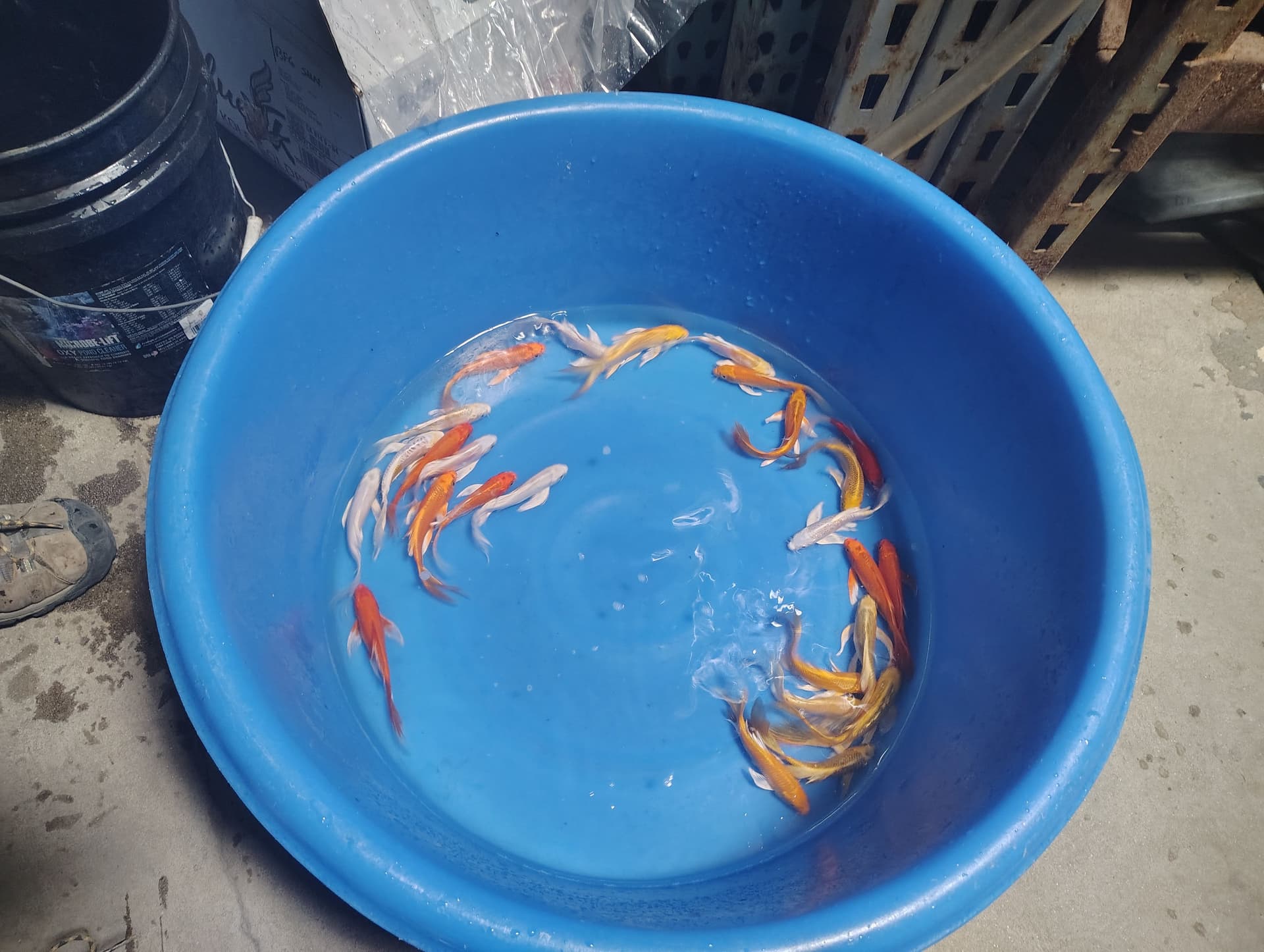 Gallery photos for Discover Our Stunning New Butterfly Koi Collection: Image #1