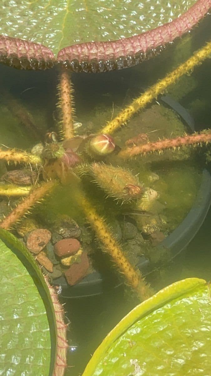 Captivating Victoria Water Lily Journey image