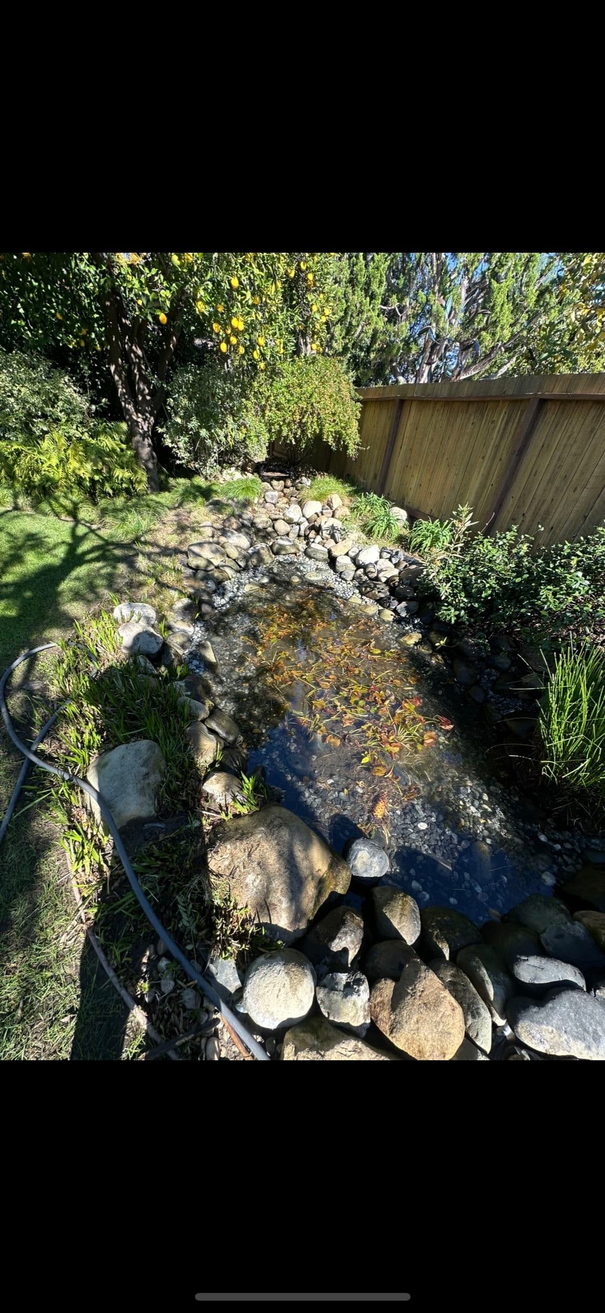 Pond Restoration Magic in Your Backyard image
