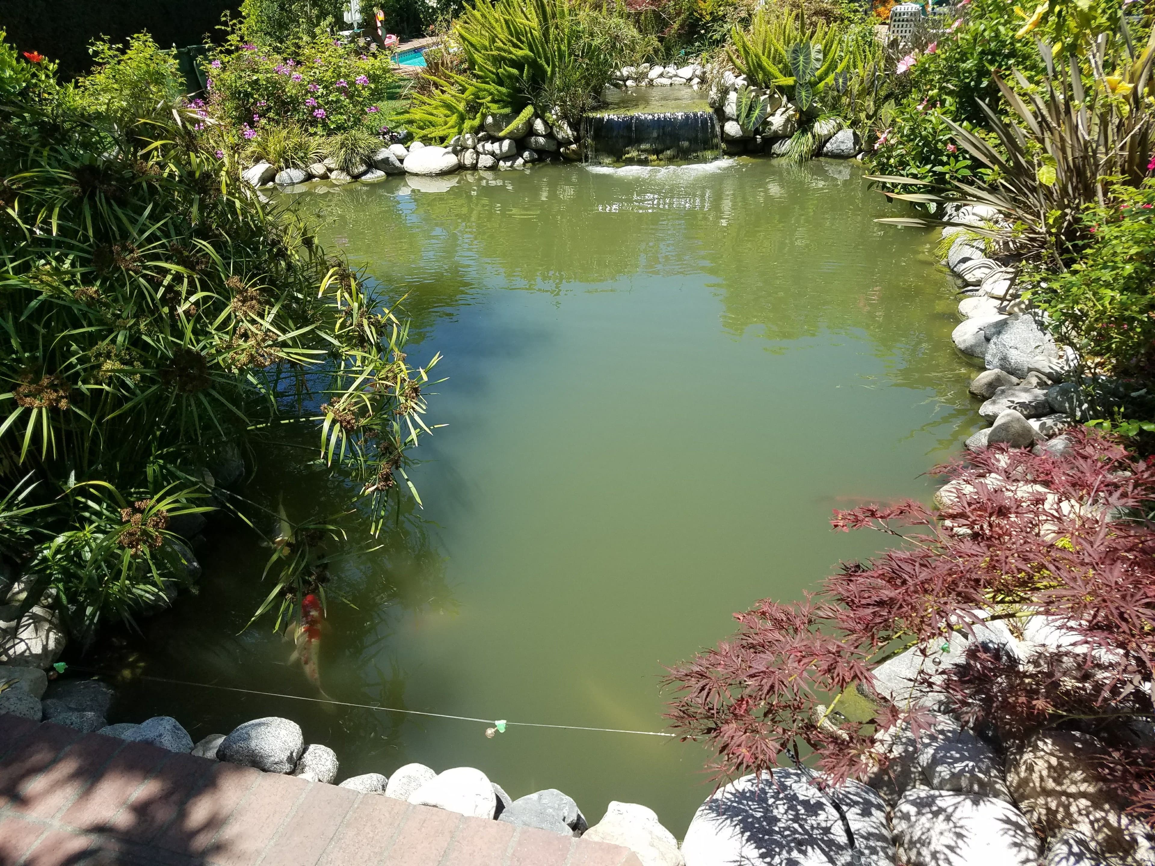 Green pond with lush greenery and rocks, featuring a small waterfall and vibrant flowers.