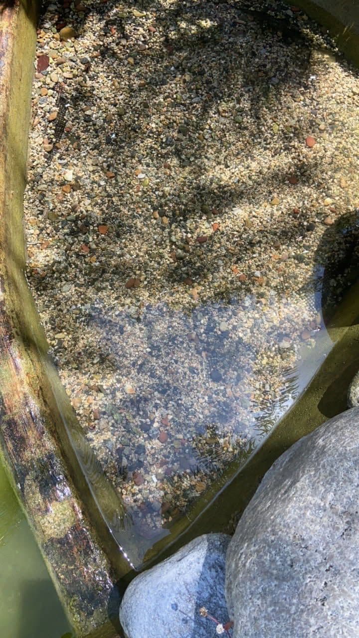 Annual Pond Cleaning Ensures Vibrant Water Features image