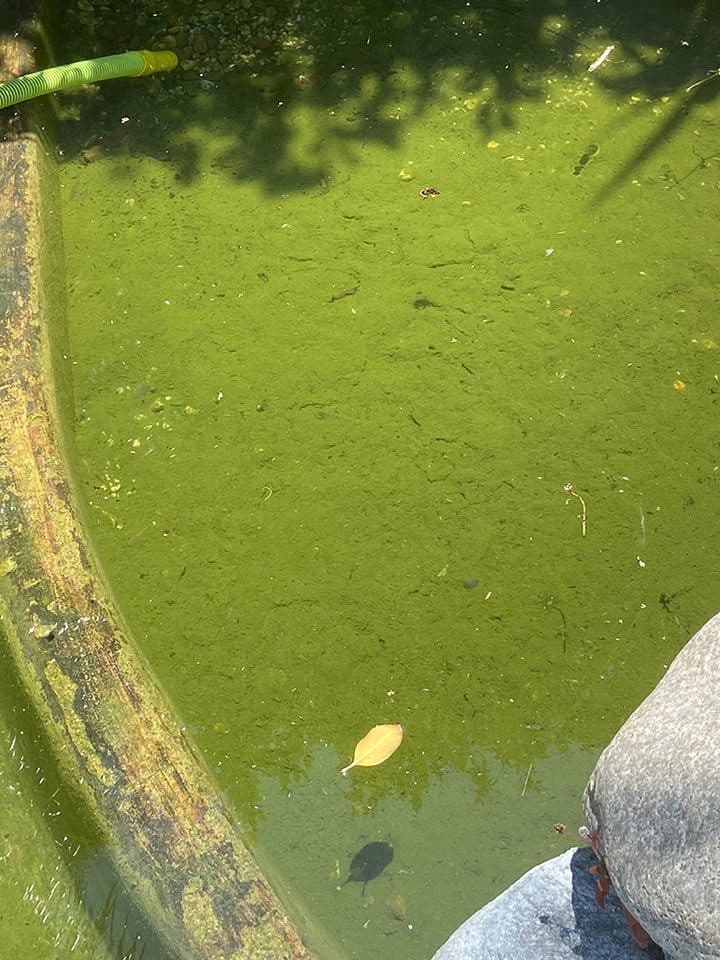 Gallery photos for Annual Pond Cleaning Ensures Vibrant Water Features: Image #1