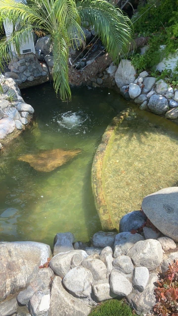 Gallery photos for Annual Pond Cleaning Ensures Vibrant Water Features: Image #2