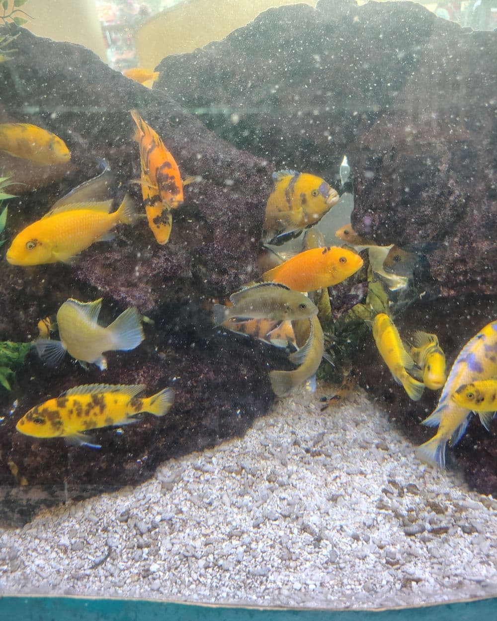 Gallery photos for Expert Pump Repair for the Children's Hospital Aquarium in Hollywood: Image #1