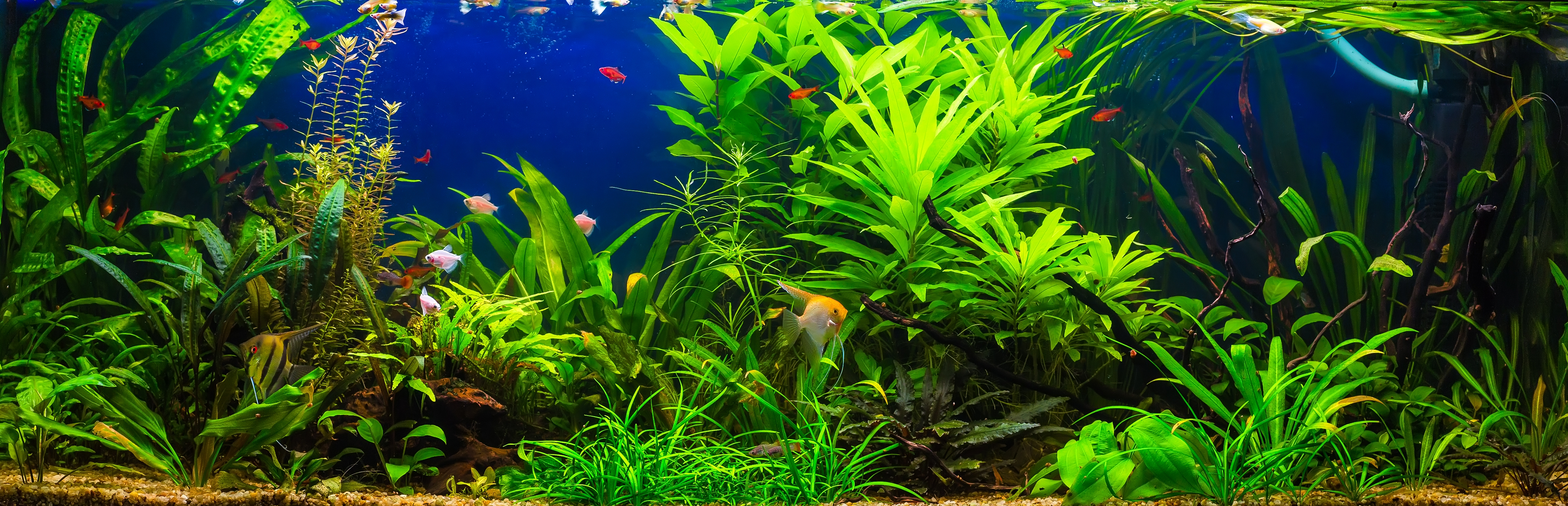 fish in freshwater aquarium with green beautiful planted tropical