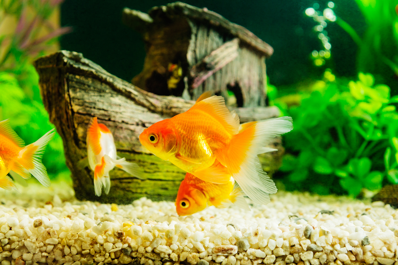 Goldfish in aquarium with green plants background