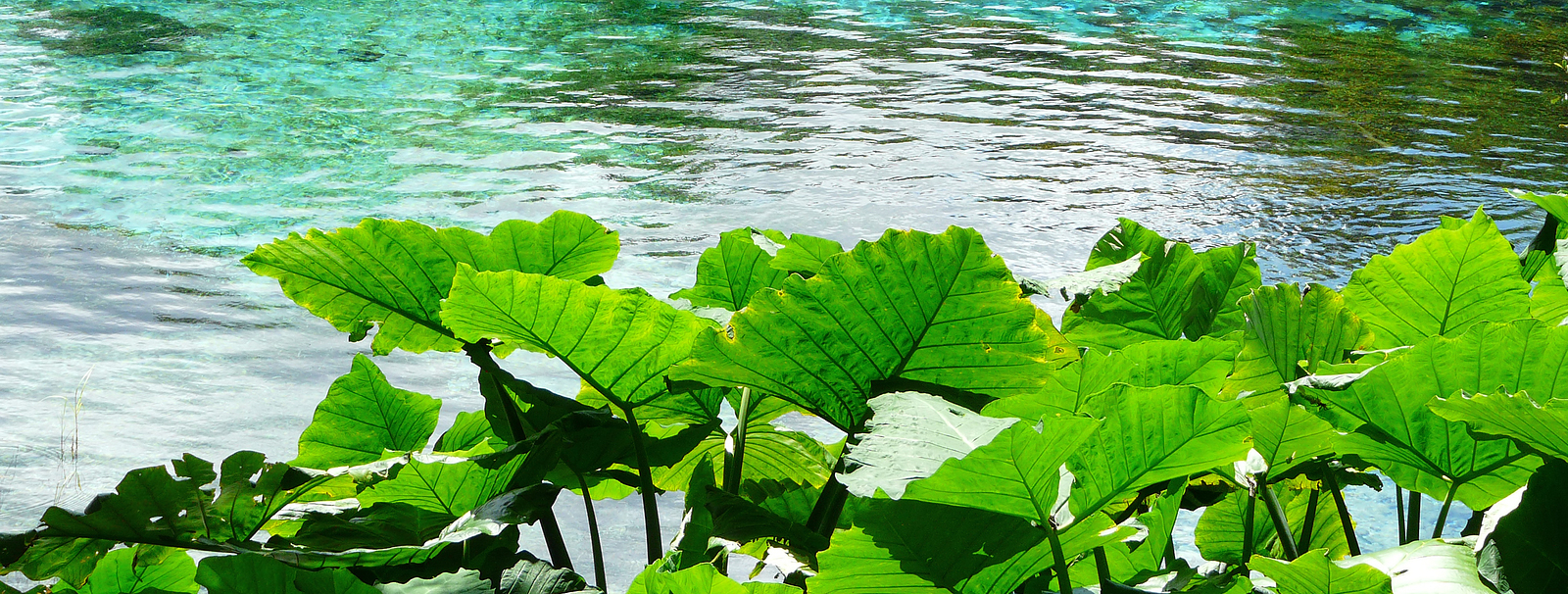 Elephant Ear plants, also known as Colocasia and Taro, at Rainbow Springs State Park, the source of the Rainbow River in central Florida.
