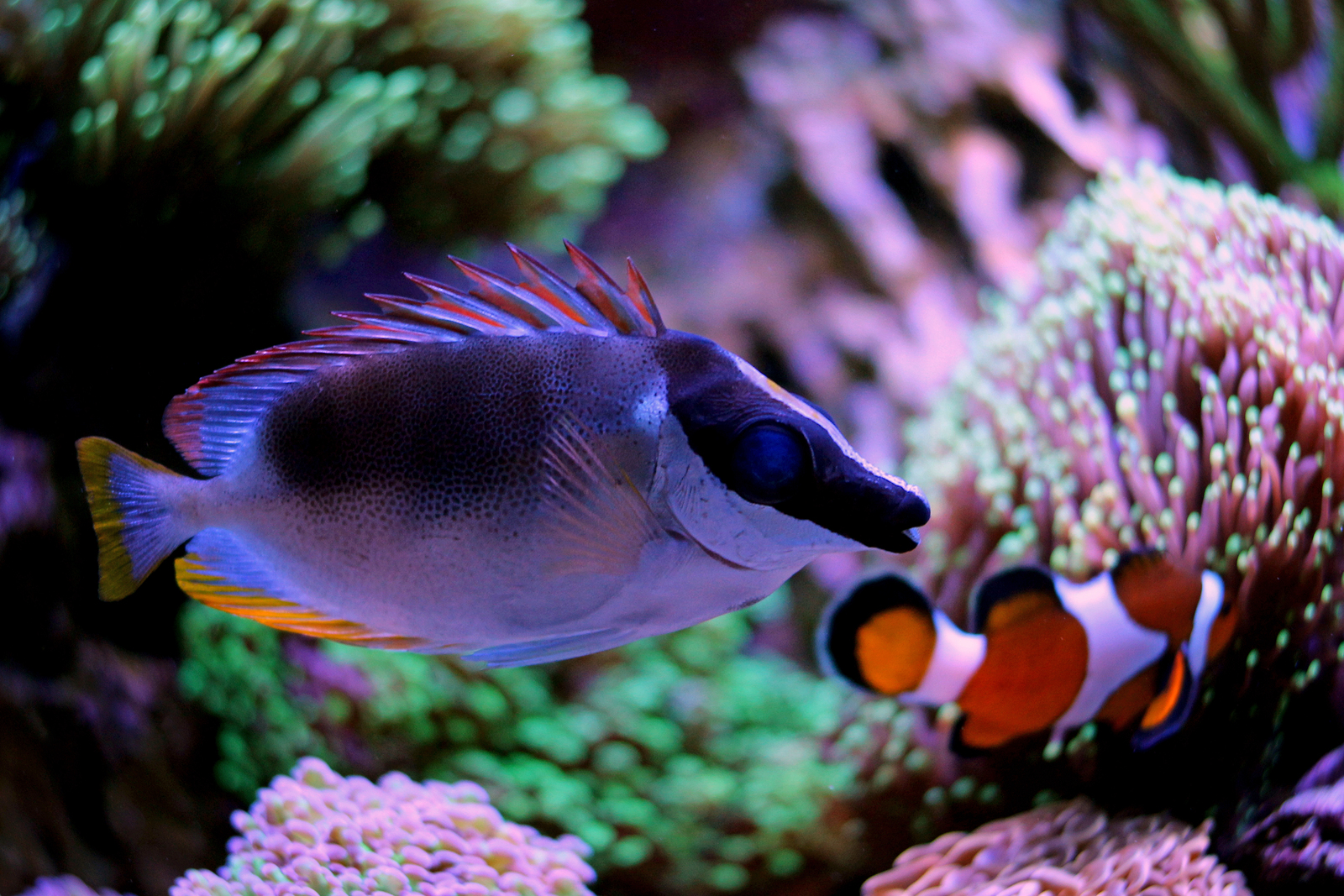 Magnificent Foxface in coral reef aquarium tank (Siganus magnificus)
