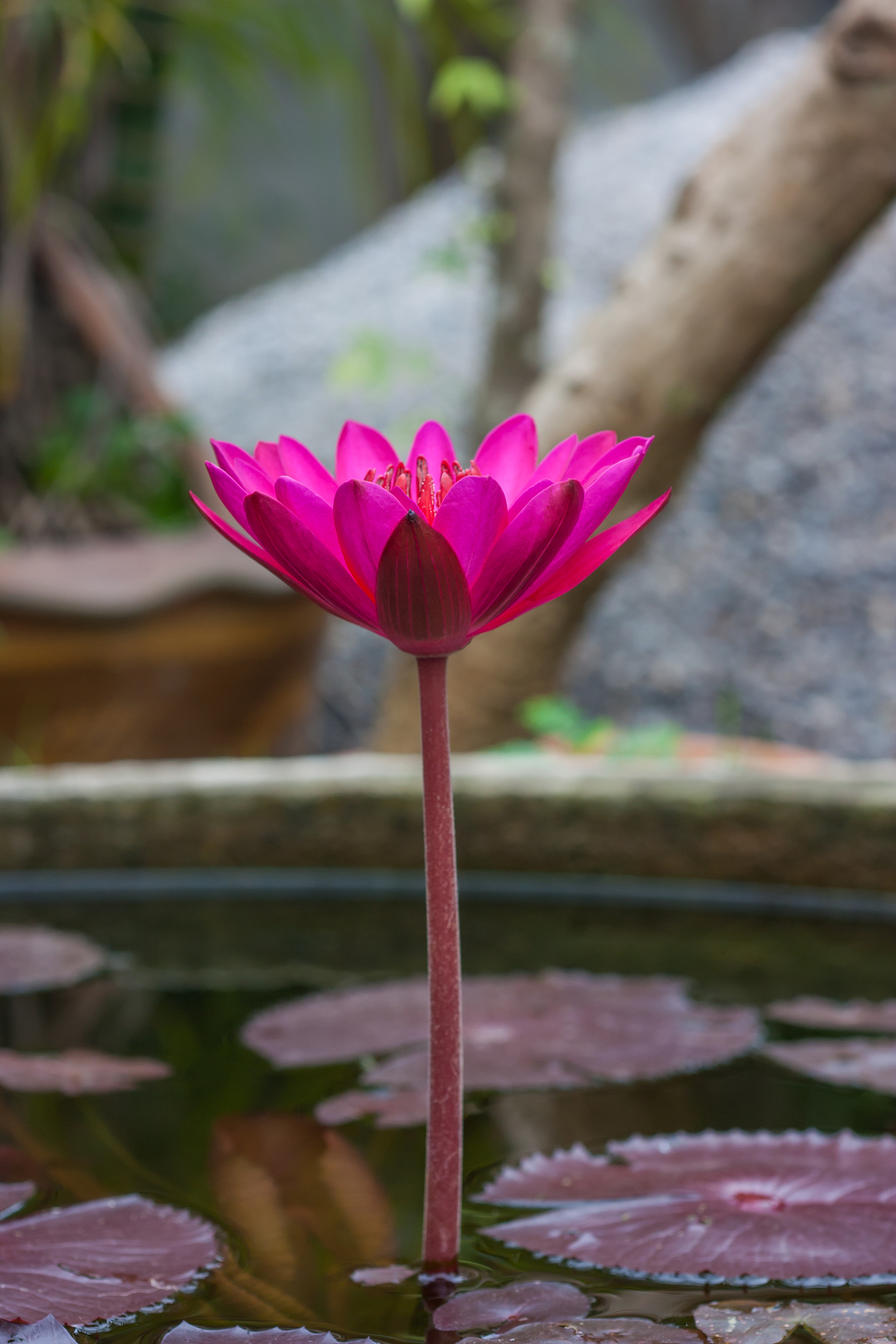 Pink Lotus Growing In Ponds.