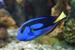close up on blue tang fish in the reef