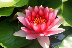 Pink water lily in a pond on a sunny day