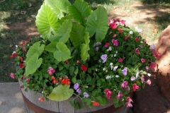 Big wooden pot filled with Primroses of different colors  and elephant ears