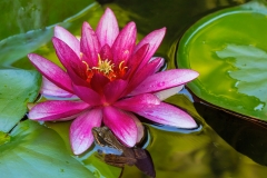 Pacific Tree Chorus Frog by Pink Water Lily Flower in Garden Backyard Pond