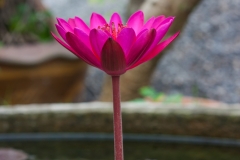 Pink Lotus Growing In Ponds.